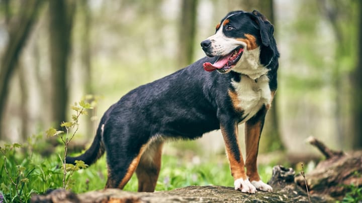 Foto: erwachsener Hund der Rasse Großer Schweizer Sennenhund