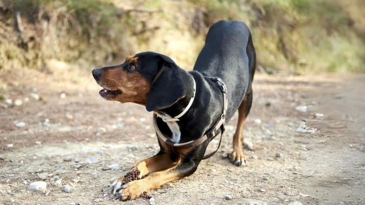 Foto: cane adulto di razza Segugio ellenico