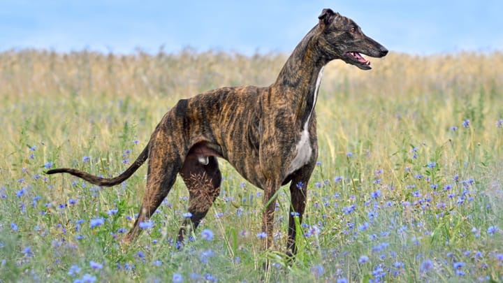 Foto: erwachsener Hund der Rasse Greyhound