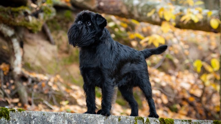 Foto: cane adulto di razza Griffone belga