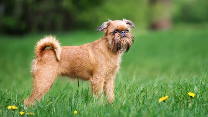 Foto: erwachsener Hund der Rasse Brüsseler Griffon
