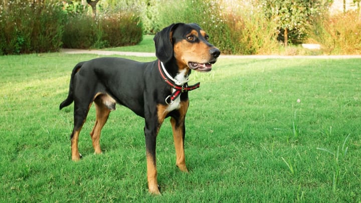 Foto: volwassen hond ras Hamiltonstövare