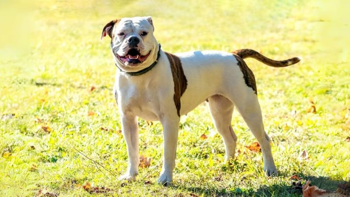 Foto: erwachsener Hund der Rasse American Bulldog