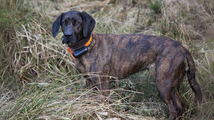 Photo : chien adulte de race Chien rouge de Hanovre
