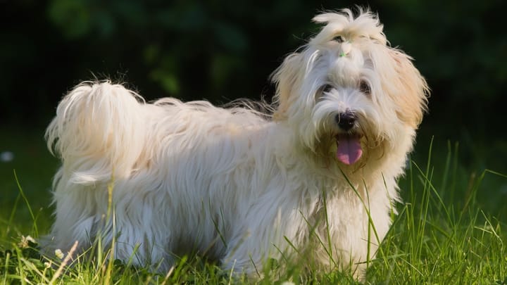 Foto: erwachsener Hund der Rasse Havaneser