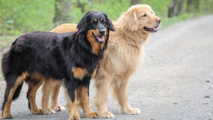 Photo : chien adulte de race Hovawart