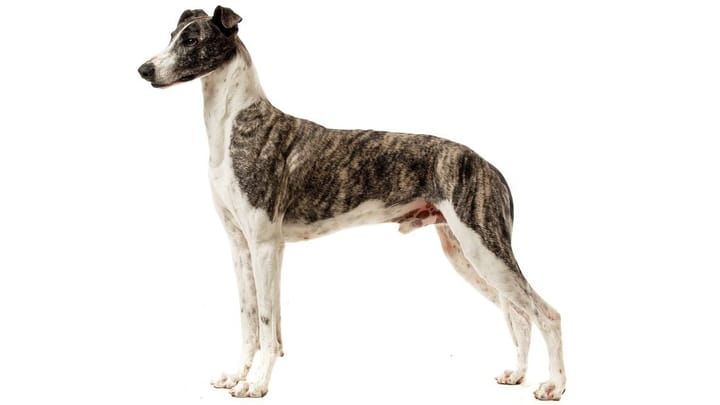 Photo : chien adulte de race Lévrier hongrois