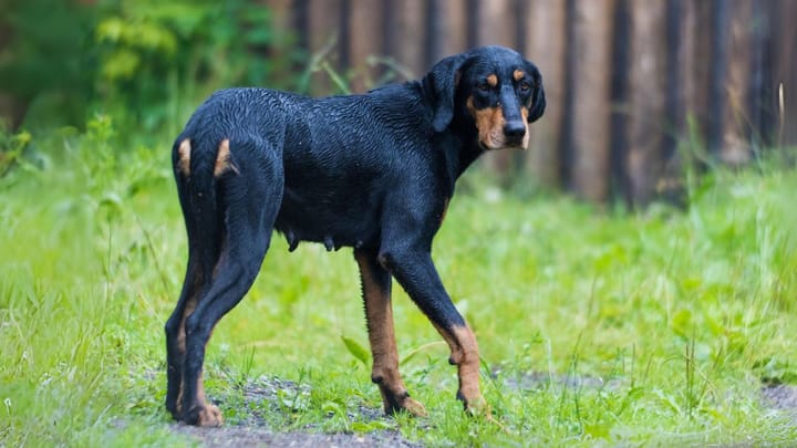 Foto: erwachsener Hund der Rasse Ungarische Bracke