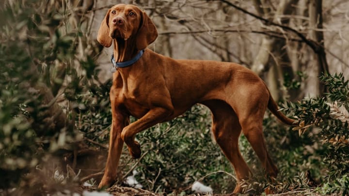 Photo : chien adulte de race Braque hongrois à poil court