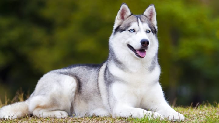 Photo : chien adulte de race Husky de Sibérie
