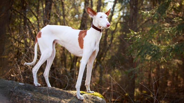 Foto: erwachsener Hund der Rasse Ibiza-Podenco