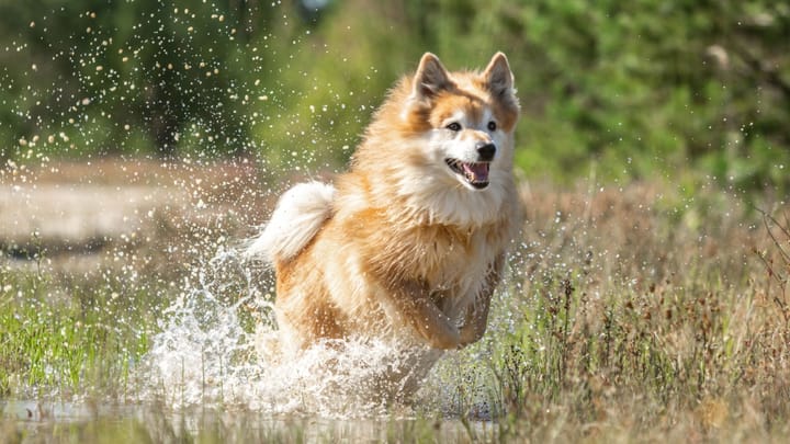 Photo : chien adulte de race Berger d'Islande