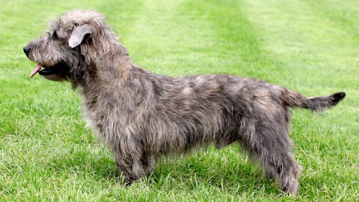 Zdjęcie: dorosły pies rasa Irish Glen of Imaal Terrier