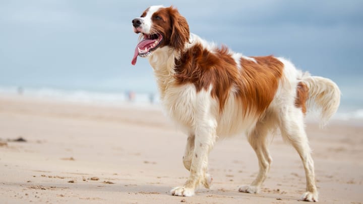 Foto: cane adulto di razza Setter irlandese rosso e bianco