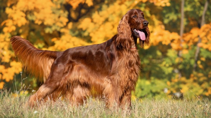 Photo : chien adulte de race Setter irlandais