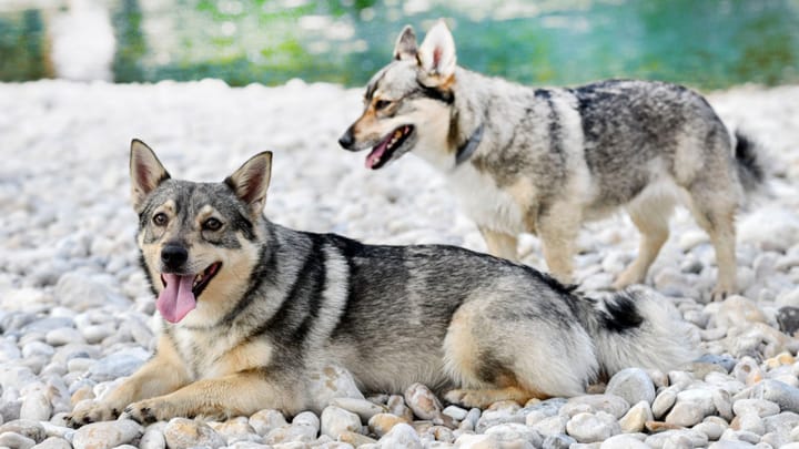 Zdjęcie: dorosły pies rasa Västgötaspets