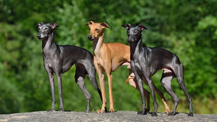 Photo : chien adulte de race Petit Lévrier italien
