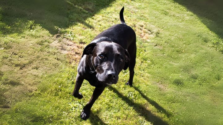 Foto: volwassen hond ras Staffador