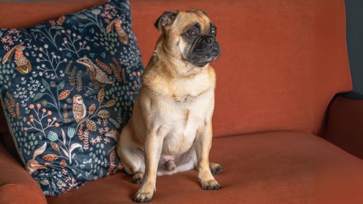 Foto: volwassen hond ras Jug