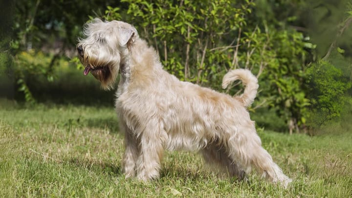 Foto: cane adulto di razza Irish Soft Coated Wheaten Terrier