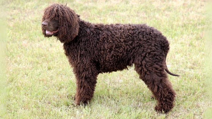 Foto: cane adulto di razza Irish Water Spaniel