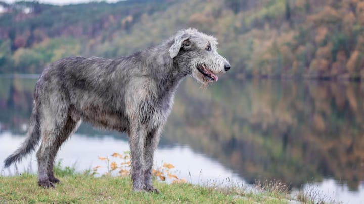 Photo: adult dog of Irish Wolfhound breed