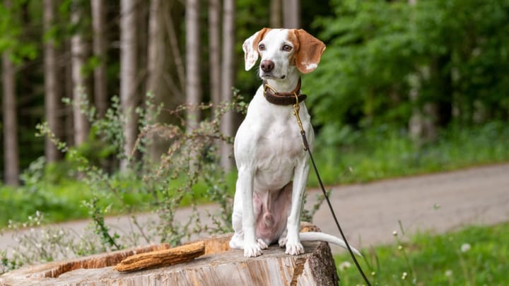 Photo : chien adulte de race Chien courant d'Istrie à poil ras