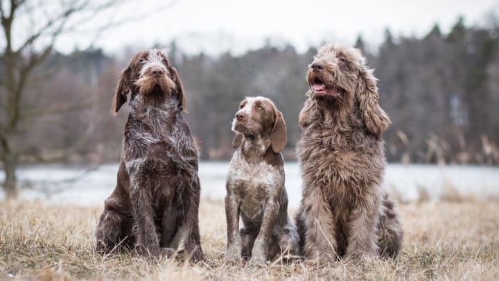 Photo : chien adulte de race Spinone