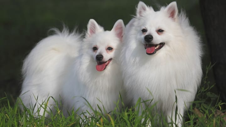 Foto: volwassen hond ras Volpino Italiano
