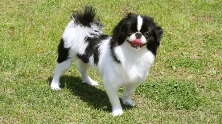 Foto: volwassen hond ras Japanse Chin