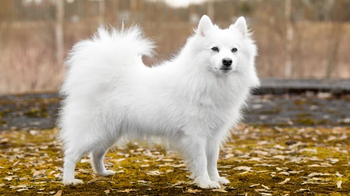Photo : chien adulte de race Spitz japonais