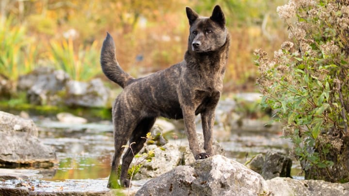 Foto: volwassen hond ras Kai Ken
