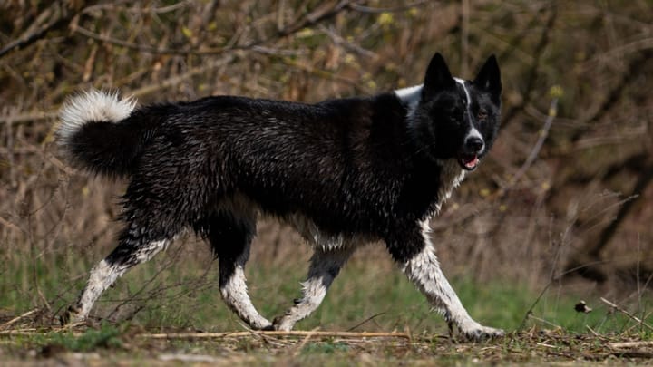 Photo : chien adulte de race Chien d'ours de Carélie