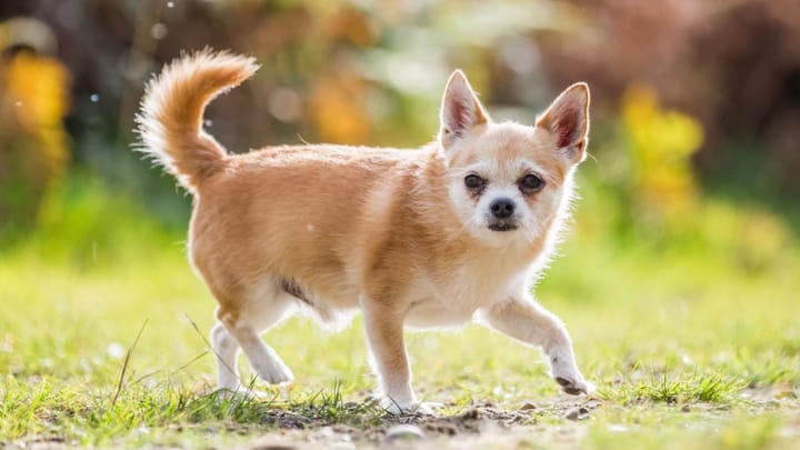 Photo : chien adulte de race Chorkie