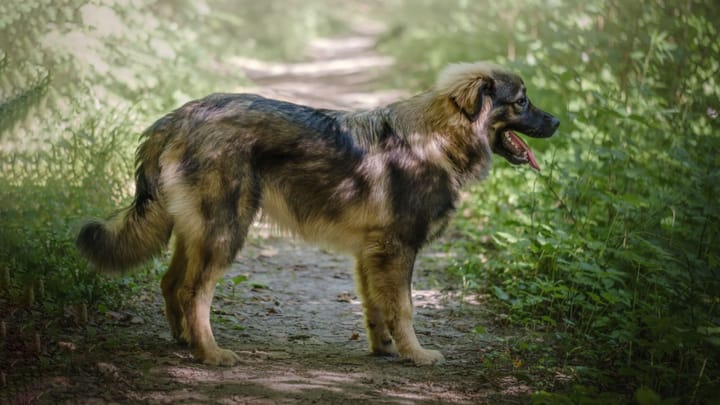 Photo : chien adulte de race Berger du massif du Karst