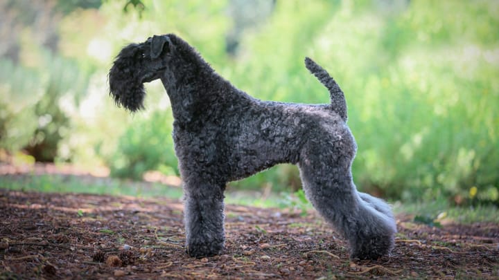 Photo : chien adulte de race Kerry Blue Terrier
