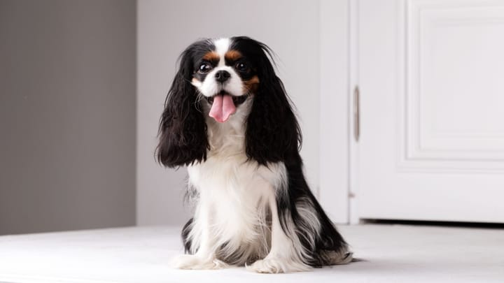 Foto: volwassen hond ras King Charles Spaniël