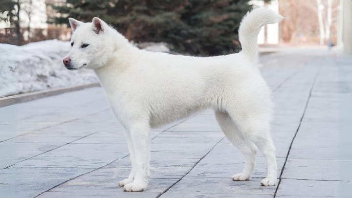 Foto: erwachsener Hund der Rasse Kishu