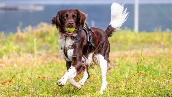 Photo : chien adulte de race Petit Münsterländer