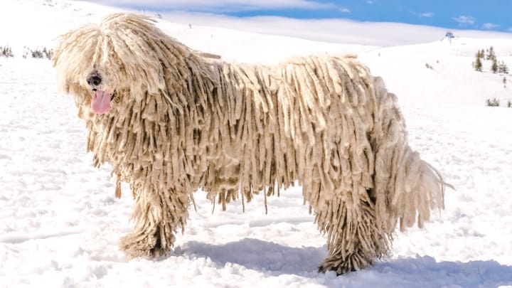Zdjęcie: dorosły pies rasa Komondor