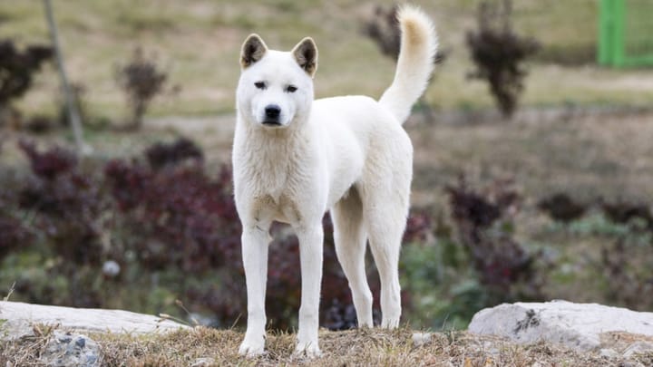 Foto: cane adulto di razza Korea Jingo Dog