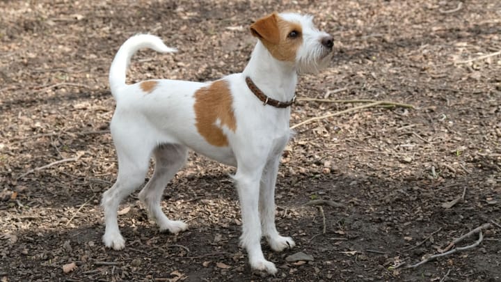 Foto: cane adulto di razza Kromfohrländer
