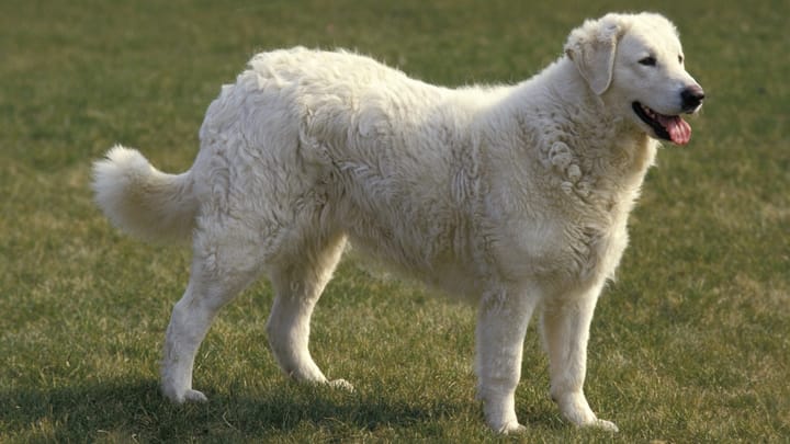 Foto: erwachsener Hund der Rasse Kuvasz