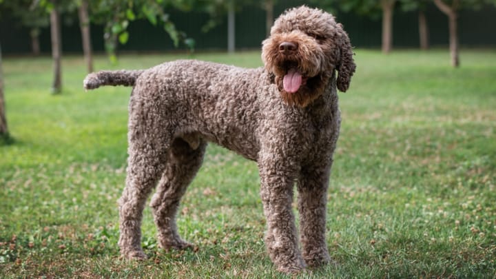 Photo : chien adulte de race Chien d'eau romagnol