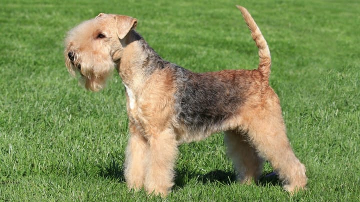 Photo : chien adulte de race Lakeland Terrier
