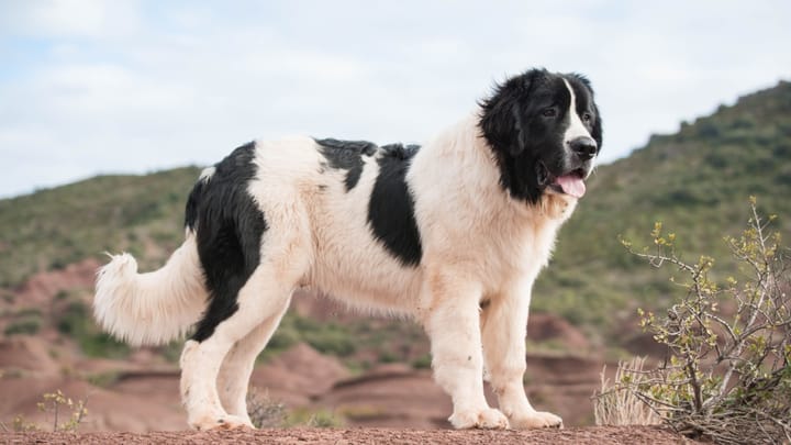Foto: erwachsener Hund der Rasse Landseer