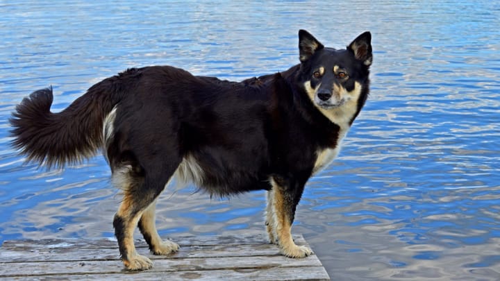 Foto: cane adulto di razza Pastore finlandese della Lapponia