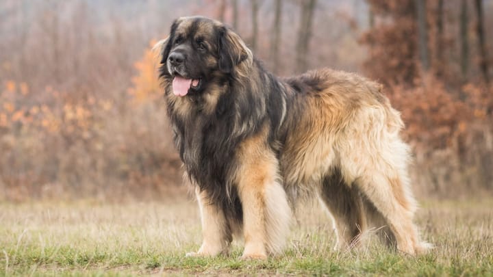 Photo : chien adulte de race Leonberger