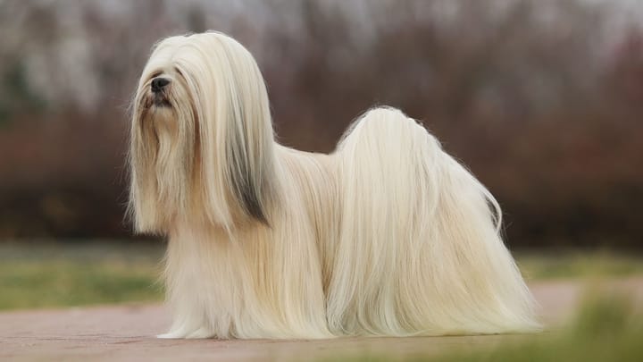 Foto: cane adulto di razza Lhasa Apso