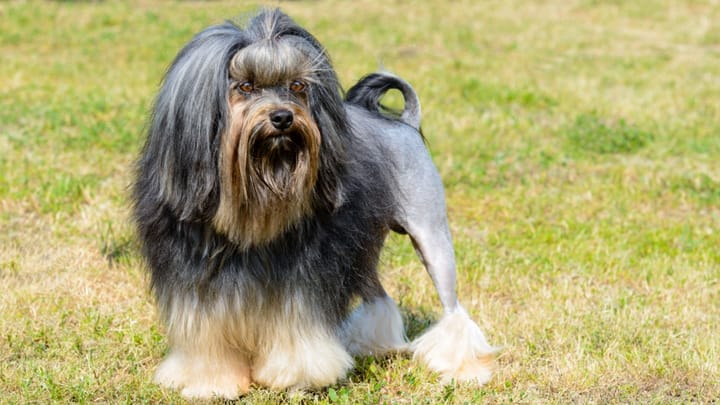 Foto: erwachsener Hund der Rasse Löwchen